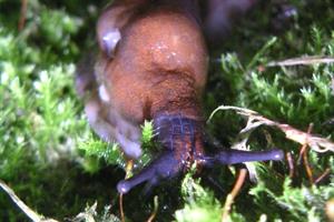 slug